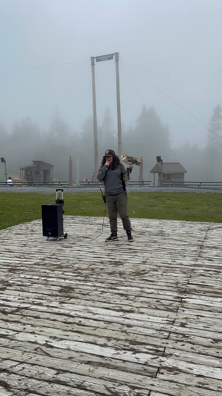 Grouse Mountain Owls