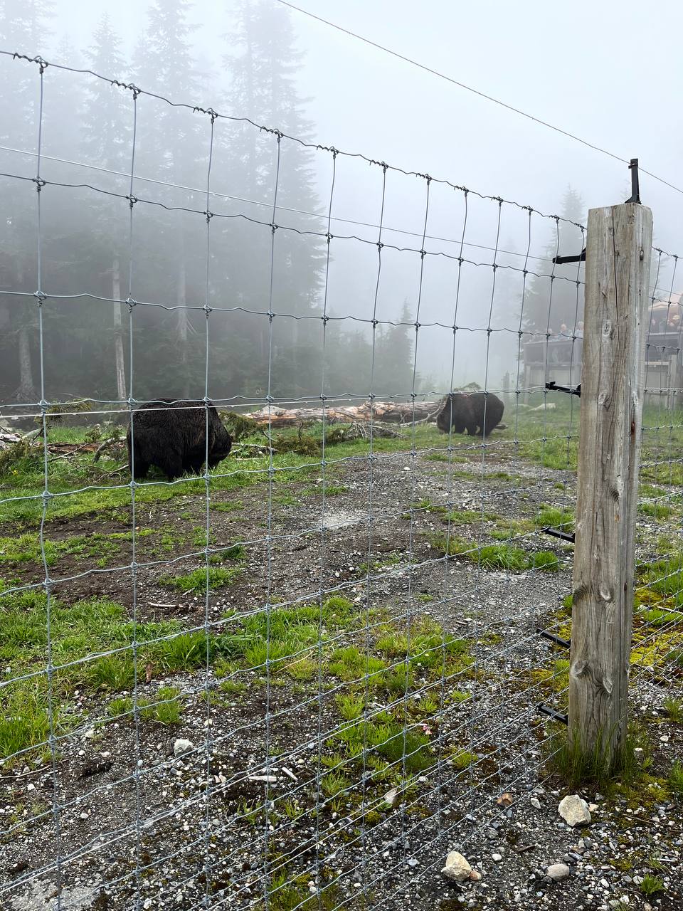 Grouse Mountain Bears