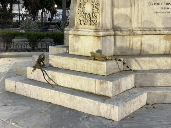 Guayaquil Itinerary iguanas